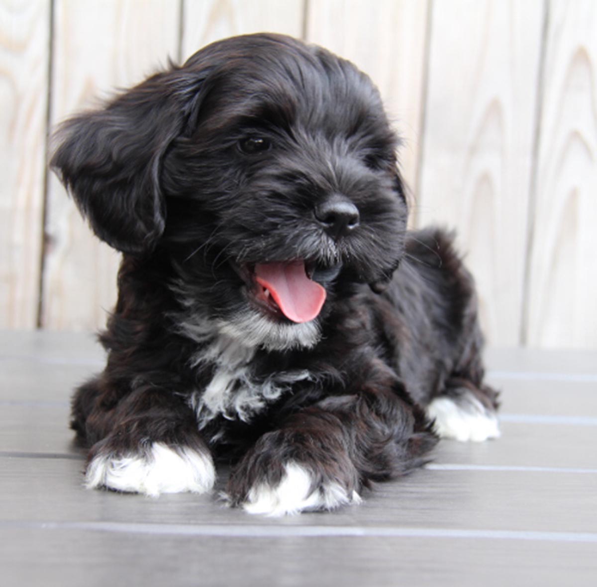 Cute black doodle puppy